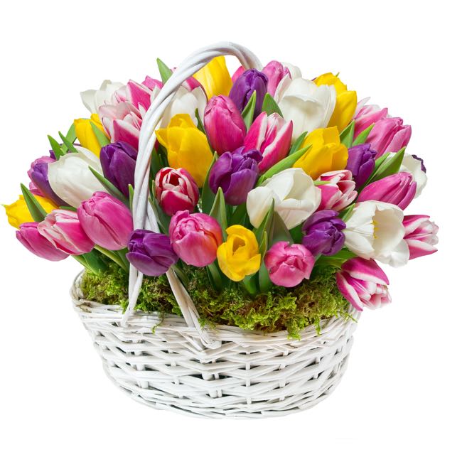 basket of multicolored tulips 